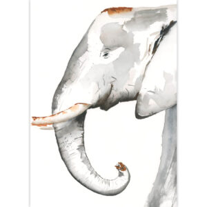 Reproduction aquarelle Éléphant